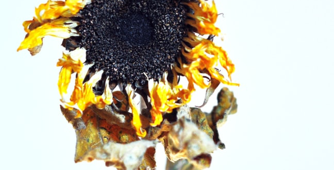 Deb Shugg Diary of Secrets Depression and Anxiety